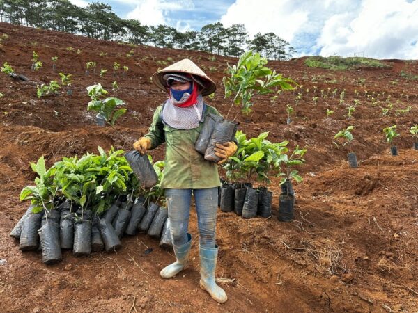 Pflanzt Bio-Kaffee in Vietnam mit uns! Vorschau
